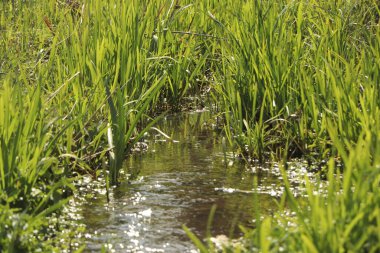 Zemin kat çamura yakın ve su bir dereden aşağı akıyor.