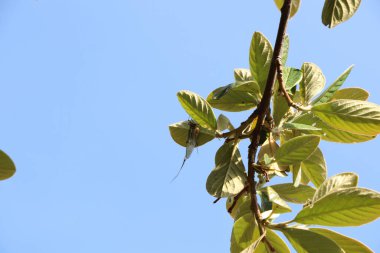 İnce bir iple ağaçtan sarkıyor