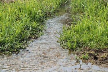 Zemin kat çamura yakın ve su bir dereden aşağı akıyor.