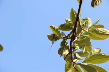 İnce bir iple ağaçtan sarkıyor