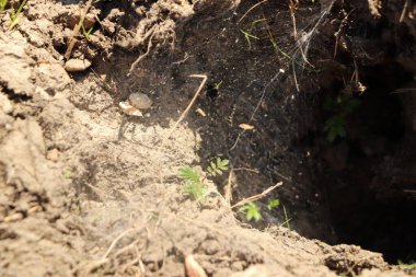 Böcek aramak için sık çalılıklara bakıyorum.