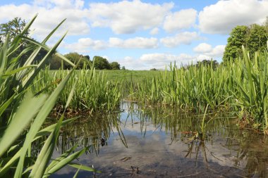Zemin kat çamura yakın ve su bir dereden aşağı akıyor.