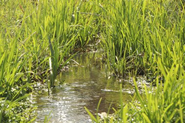 Zemin kat çamura yakın ve su bir dereden aşağı akıyor.