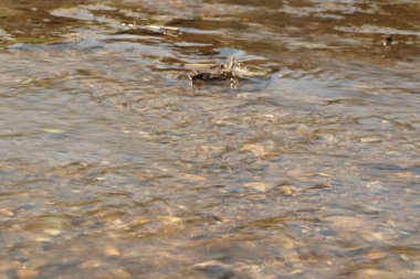 Zemin kat çamura yakın ve su bir dereden aşağı akıyor.