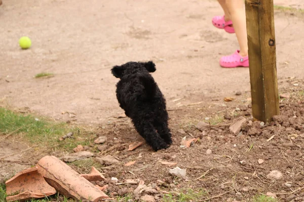 Pequeno Preto Amado Cão Estimação Exausto Depois Pular Redor Jardim — Fotografia de Stock