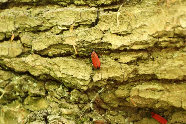 Red Bug Rastejando Sobre Casca Árvore Início Verão — Fotografia de Stock