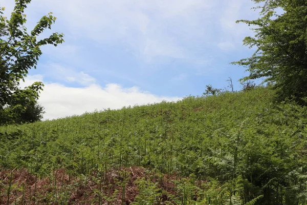 Tepeler ve vadiler boyunca panoramik manzara