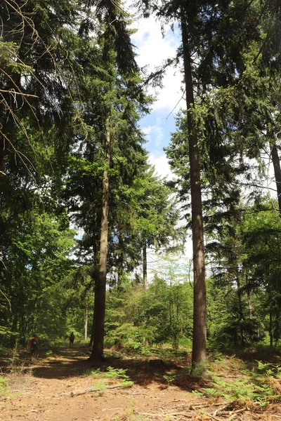 Zielone Liści Spacer Lesie — Zdjęcie stockowe
