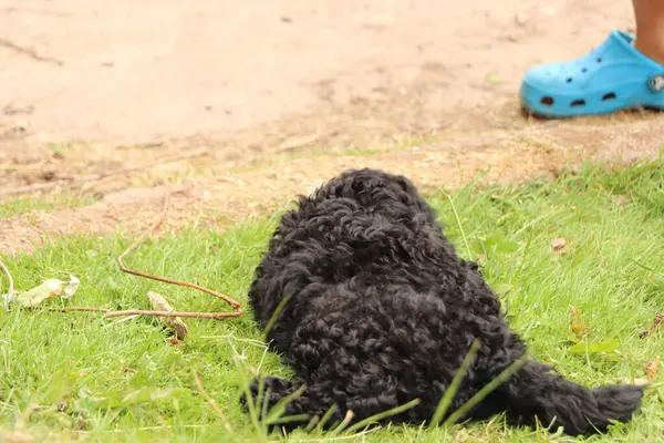 Piccolo Nero Amato Cane Compagnia Esausto Dopo Aver Saltato Intorno — Foto Stock