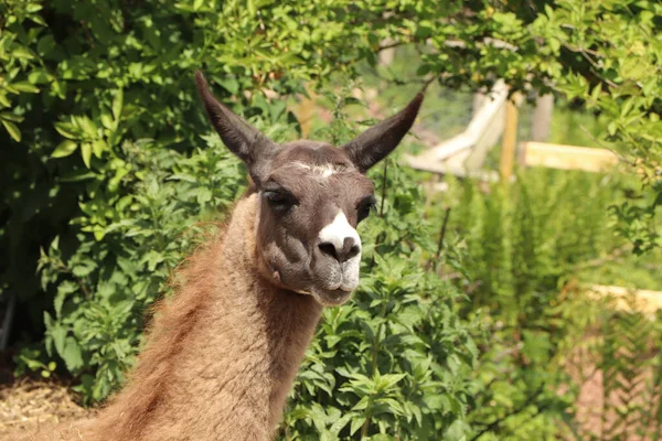 Alpaca Arrabbiato Che Guarda Lontananza Come Stesse Preparando Sputare — Foto Stock