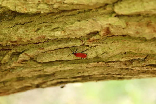 Red Bug Crawling Tree Bark Start Summer — Stock Photo, Image