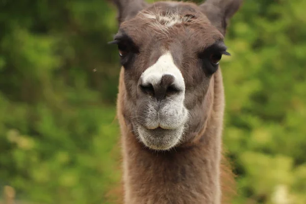 Alpaca Arrabbiato Che Guarda Lontananza Come Stesse Preparando Sputare — Foto Stock