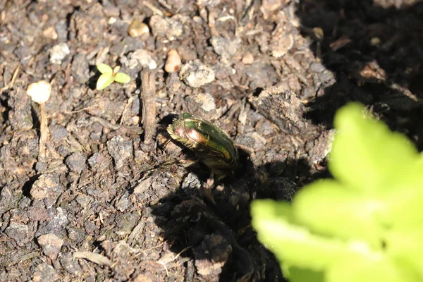 Kijken Het Dichte Struikgewas Zoek Naar Insecten — Stockfoto