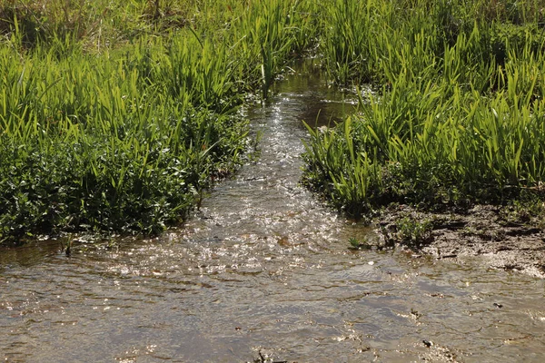 Zemin kat çamura yakın ve su bir dereden aşağı akıyor.