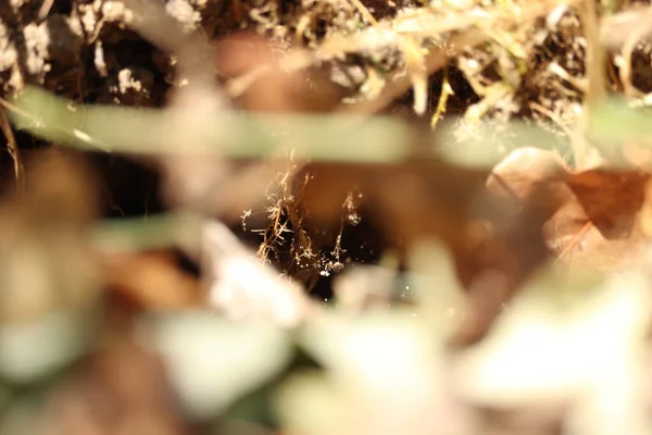 昆虫を探す密林の中を覗き込むと — ストック写真