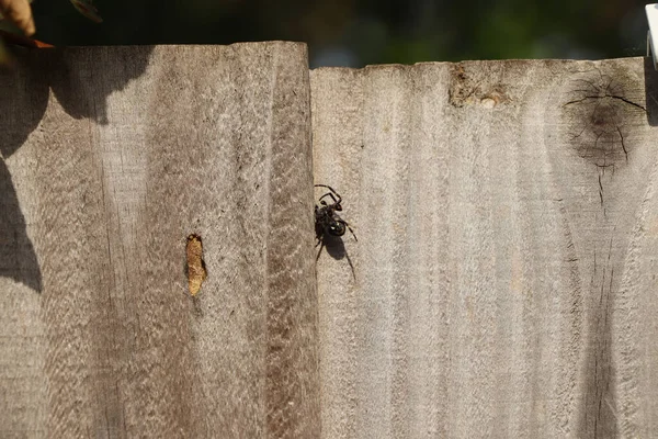 Spider Kruipt Langs Een Muur Omhoog — Stockfoto