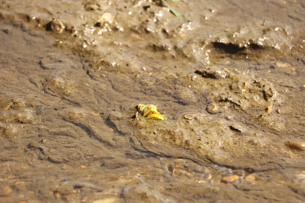 地面のレベル泥や水のストリームを下にスロッシングのクローズアップ — ストック写真