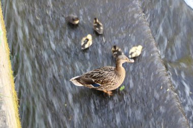 Yeni doğmuş ördek yavruları bir Weir 'ın akan suyuna sıçrıyor.