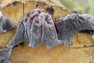 Ağaçta bir ağacın kenarına tutunmuş mantar.