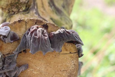 Ağaçta bir ağacın kenarına tutunmuş mantar.
