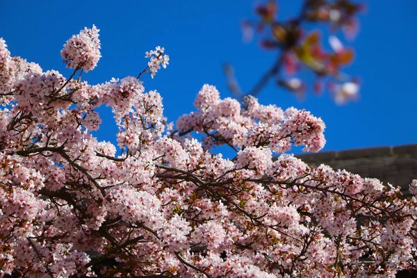 Kirschblüten Blenden Vor Dem Kristallblauen Himmel — Stockfoto