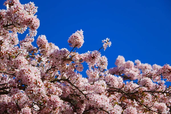 Kirschblüten Blenden Vor Dem Kristallblauen Himmel — Stockfoto