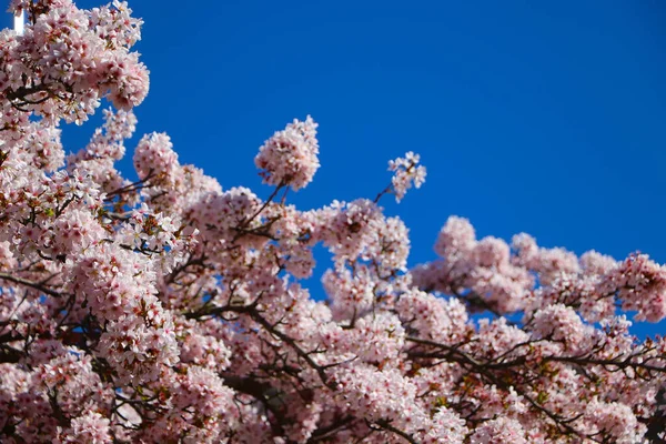 Kirschblüten Blenden Vor Dem Kristallblauen Himmel — Stockfoto