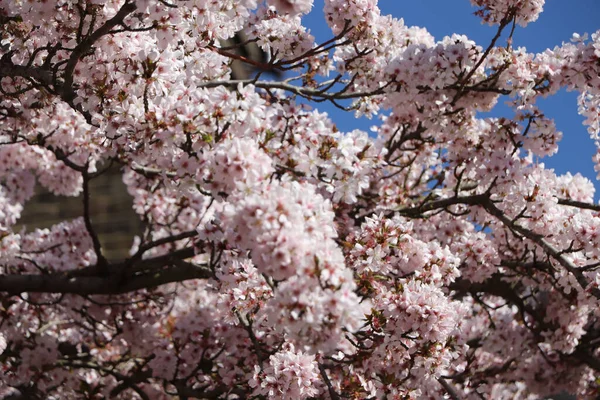 Kirschblüten Blenden Vor Dem Kristallblauen Himmel — Stockfoto