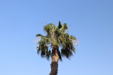 Tenerife semalarında yükselen palmiye ağaçları