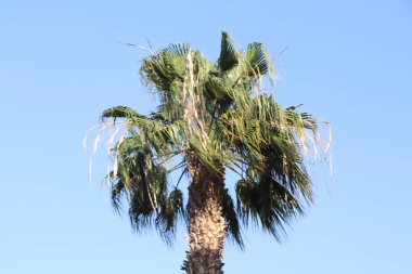 Tenerife semalarında yükselen palmiye ağaçları