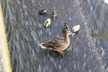 Yeni doğmuş ördek yavruları bir Weir 'ın akan suyuna sıçrıyor.