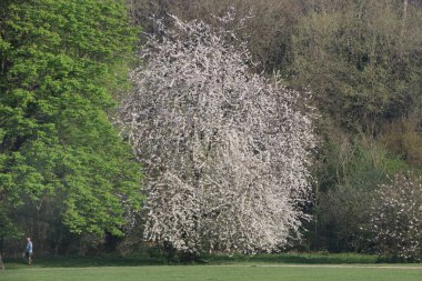 Hertfordshire 'da baharda geniş bir çayırda panoramik manzara
