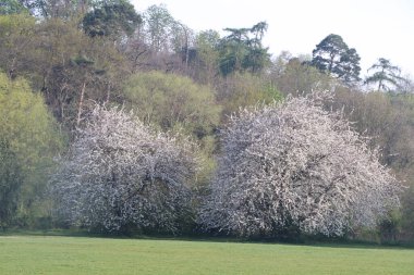 Hertfordshire 'da baharda geniş bir çayırda panoramik manzara