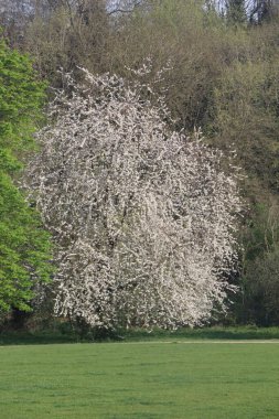 Hertfordshire 'da baharda geniş bir çayırda panoramik manzara