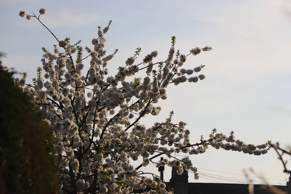 Kirschblüten Blenden Vor Dem Kristallblauen Himmel — Stockfoto