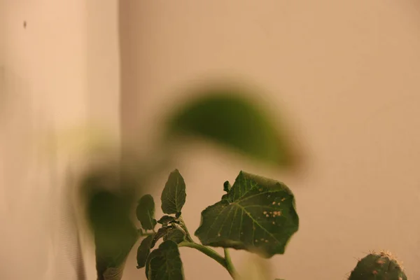 Indoor Foliage Reflecting Radiant Colours — Stock Photo, Image