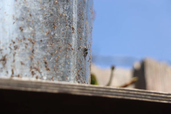 Araña Arrastrándose Por Lado Una Pared —  Fotos de Stock