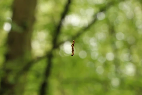 Hanging Tree Thin String — Stock Photo, Image