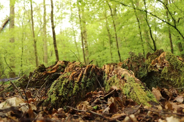 Ground Level View Flora Forest Floor — Stock Photo, Image