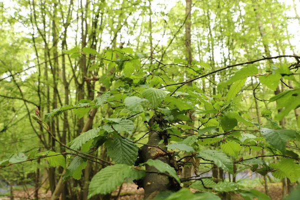 Přízemní Pohled Flóru Lesním Porostu — Stock fotografie