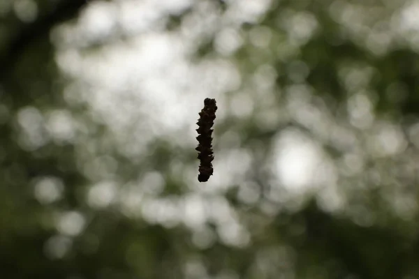 Accroché Arbre Sur Une Fine Ficelle — Photo