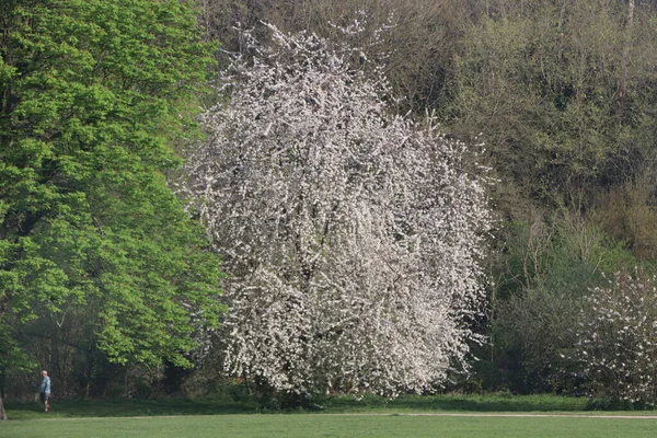 Hertfordshire 'da baharda geniş bir çayırda panoramik manzara