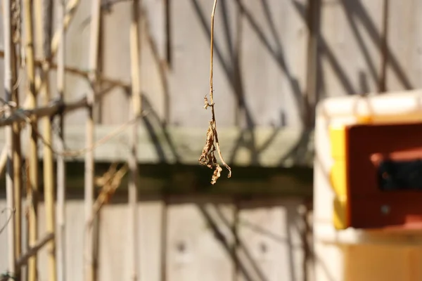 Appeso Albero Una Corda Sottile — Foto Stock