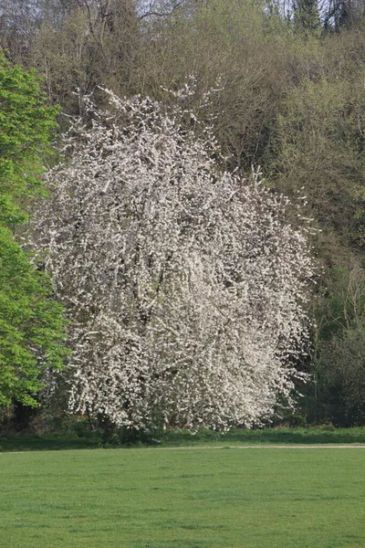 Hertfordshire 'da baharda geniş bir çayırda panoramik manzara