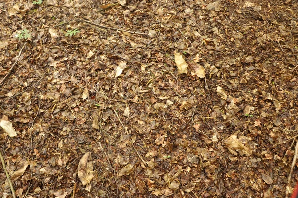 Pemandangan Tingkat Tanah Dari Flora Lantai Hutan — Stok Foto