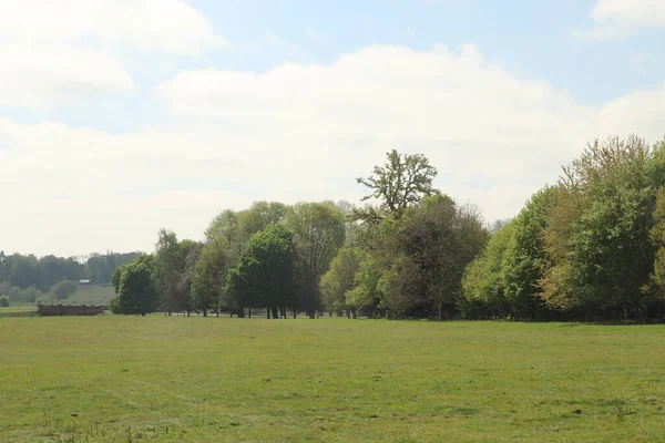Hertfordshire 'da baharda geniş bir çayırda panoramik manzara