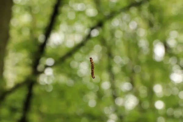 Accroché Arbre Sur Une Fine Ficelle — Photo