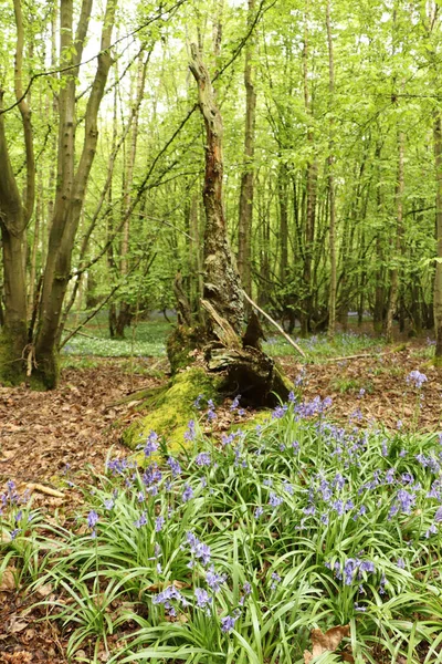 Begane Grond Uitzicht Flora Bosbodem — Stockfoto