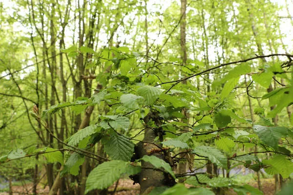 Földszinti Kilátás Növény Erdő Padlóján — Stock Fotó