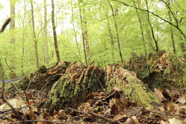 Přízemní Pohled Flóru Lesním Porostu — Stock fotografie